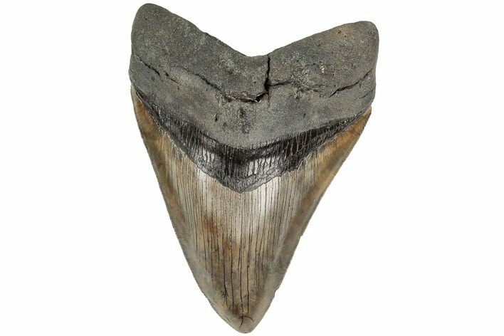 Serrated, Fossil Megalodon Tooth - South Carolina #204595